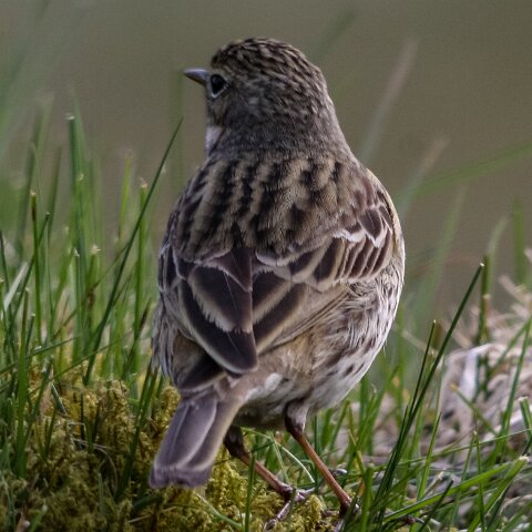 Meadow-Pipit-4