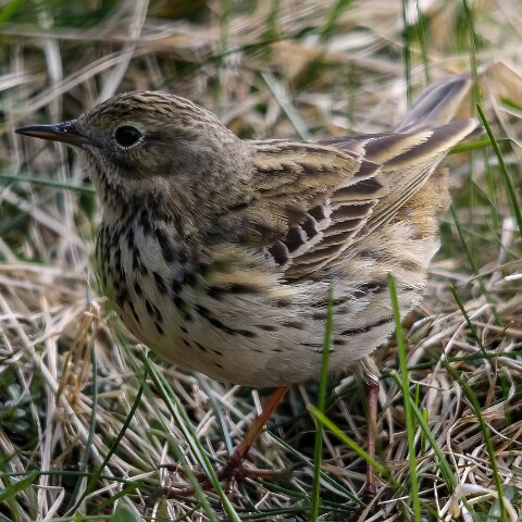 Meadow-Pipit-5