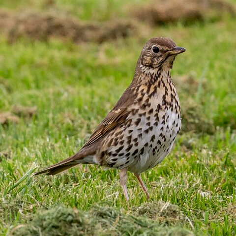 Mistle-Thrush-1