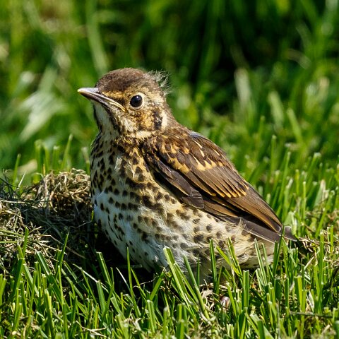 Mistle-Thrush-10