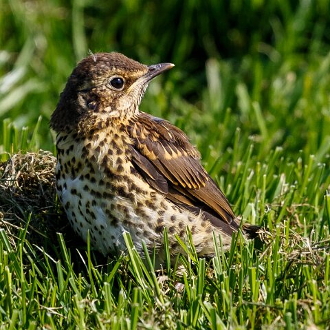 Mistle-Thrush-11