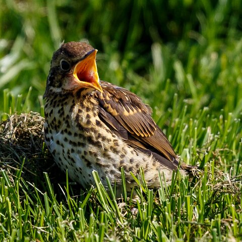Mistle-Thrush-12