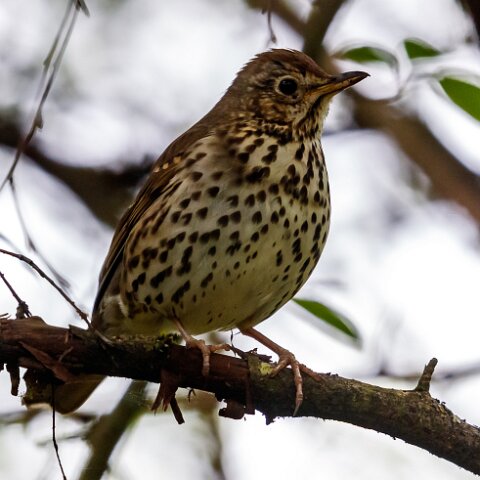 Mistle-Thrush-13