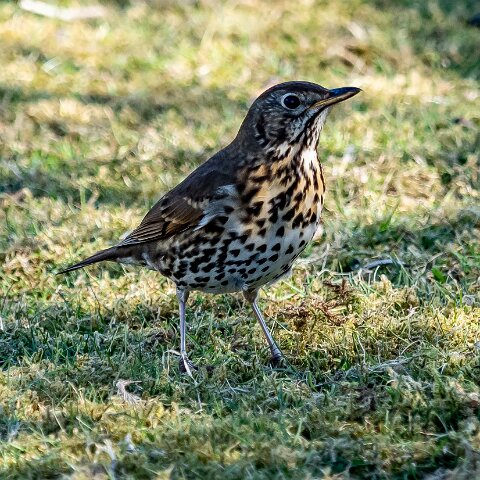 Mistle-Thrush-14