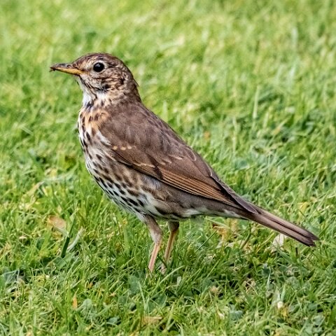 Mistle-Thrush-15