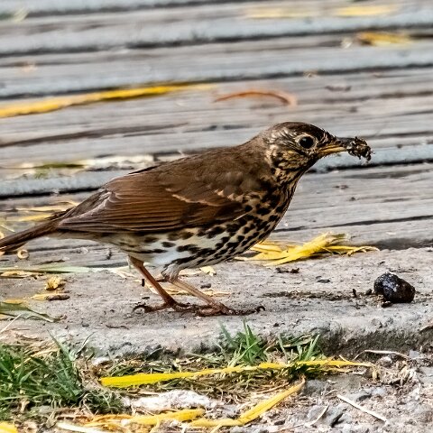 Mistle-Thrush-16