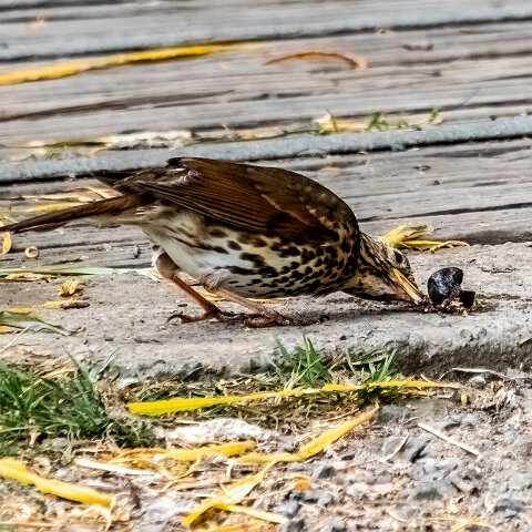 Mistle-Thrush-17