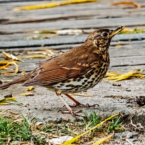Mistle-Thrush-18