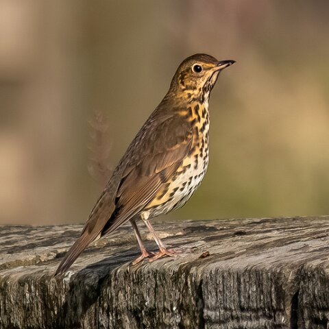 Mistle-Thrush-19