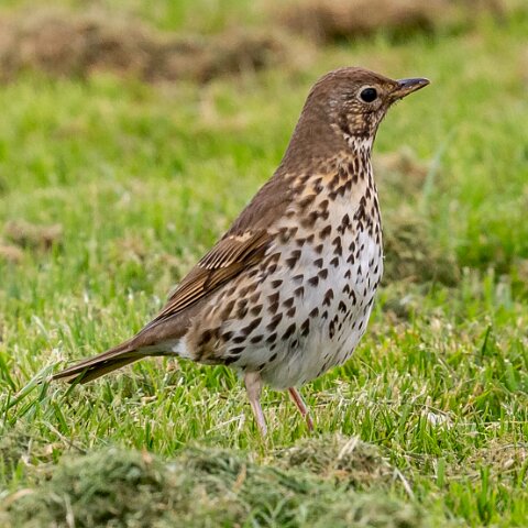 Mistle-Thrush-2
