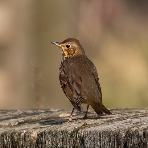 Mistle-Thrush-20