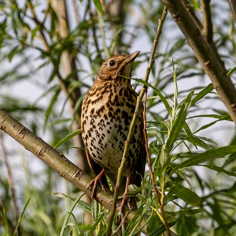 Mistle-Thrush-3