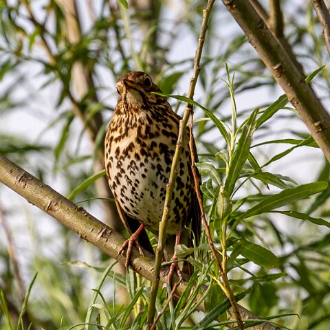 Mistle-Thrush-4