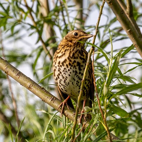 Mistle-Thrush-5