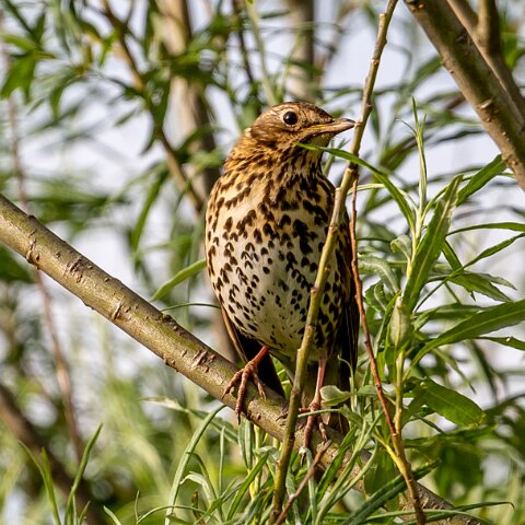 Mistle-Thrush-6
