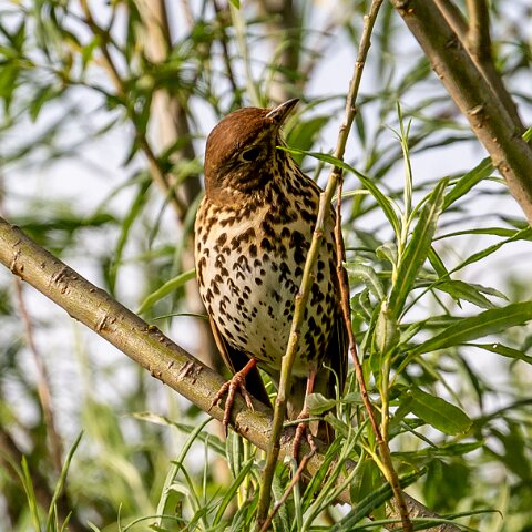 Mistle-Thrush-7