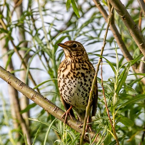 Mistle-Thrush-8