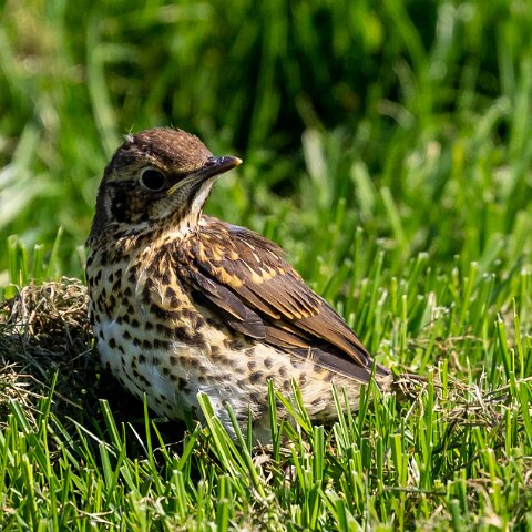 Mistle-Thrush-9