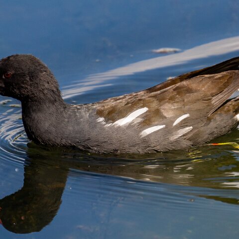 Moorhen-10
