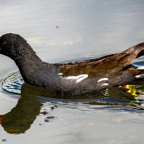 Moorhen-11