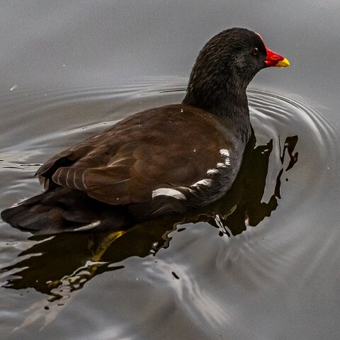 Moorhen-12