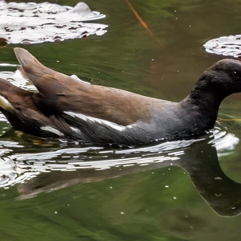 Moorhen-13