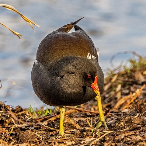 Moorhen-14