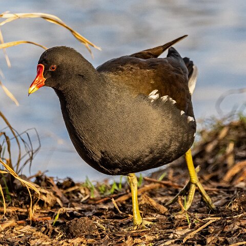 Moorhen-15