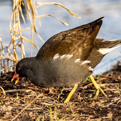 Moorhen-17