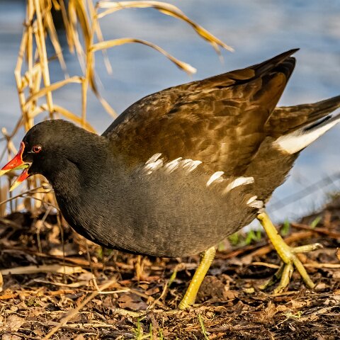 Moorhen-18