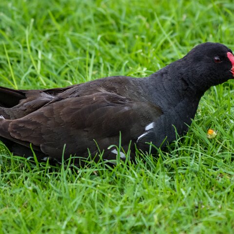 Moorhen-2