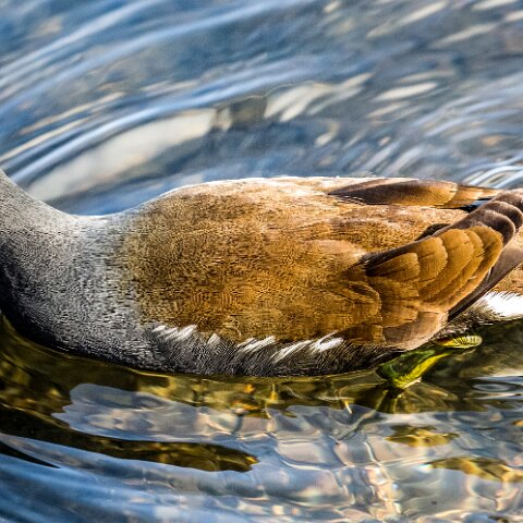 Moorhen-3