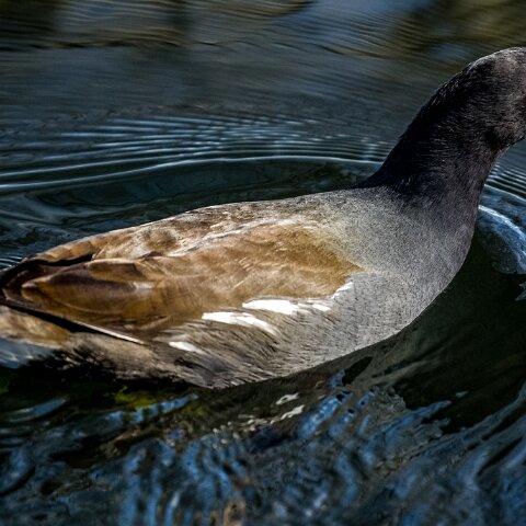 Moorhen-4