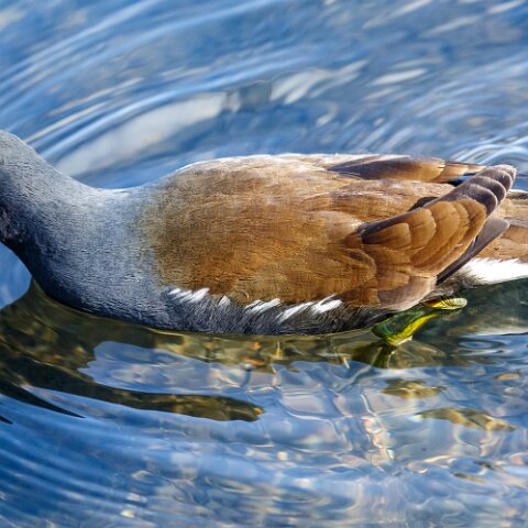 Moorhen-5