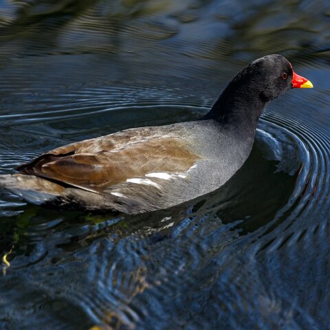 Moorhen-6