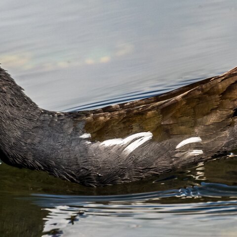 Moorhen-7