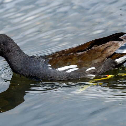 Moorhen-8