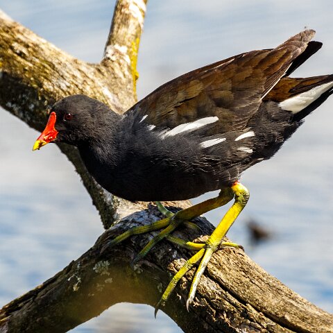 Moorhen-9