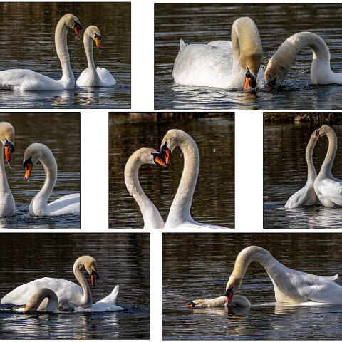 Mute-Swan-1