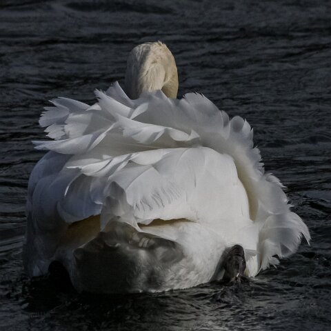 Mute-Swan-10