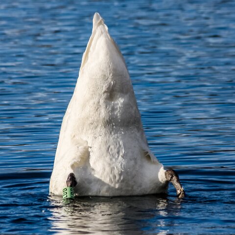 Mute-Swan-12