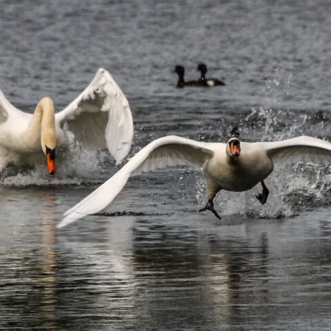 Mute-Swan-13