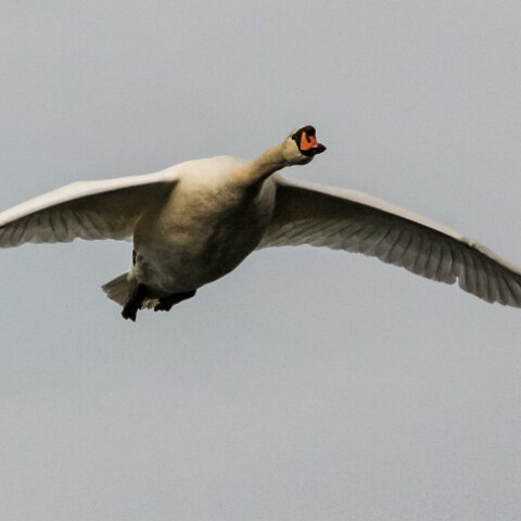 Mute-Swan-15