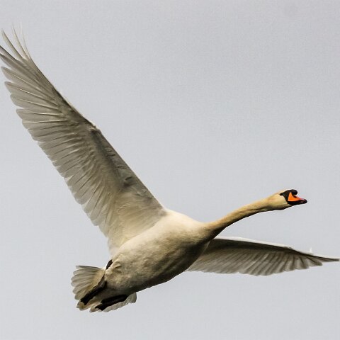 Mute-Swan-16