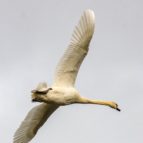 Mute-Swan-17