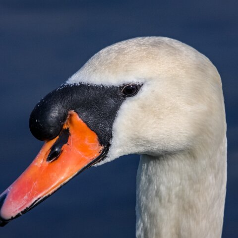 Mute-Swan-18
