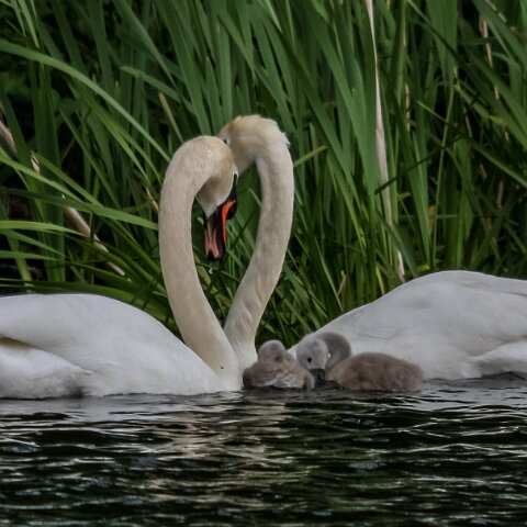 Mute-Swan-19