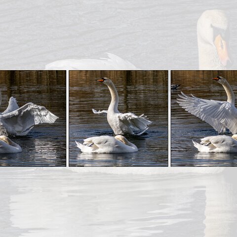 Mute-Swan-2