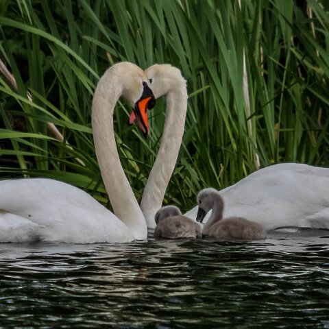 Mute-Swan-20
