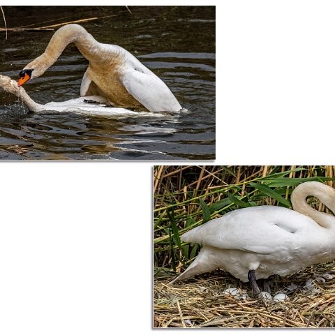 Mute-Swan-3